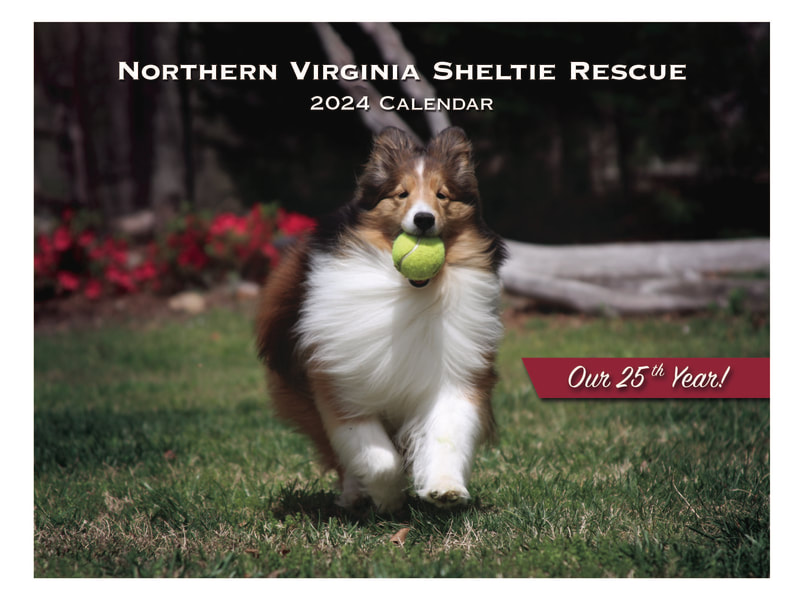 Sheltie hotsell collie rescue