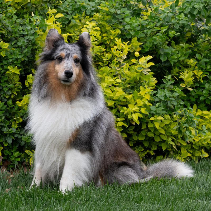 Shelties Available for Adoption at NVSR | Virginia – NVSR