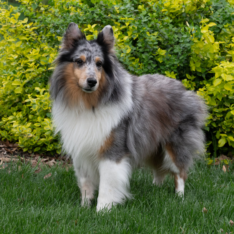 Shelties Available for Adoption at NVSR | Virginia – NVSR