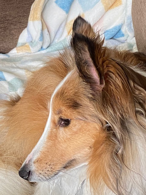 Shelties Available for Adoption at NVSR | Virginia – NVSR