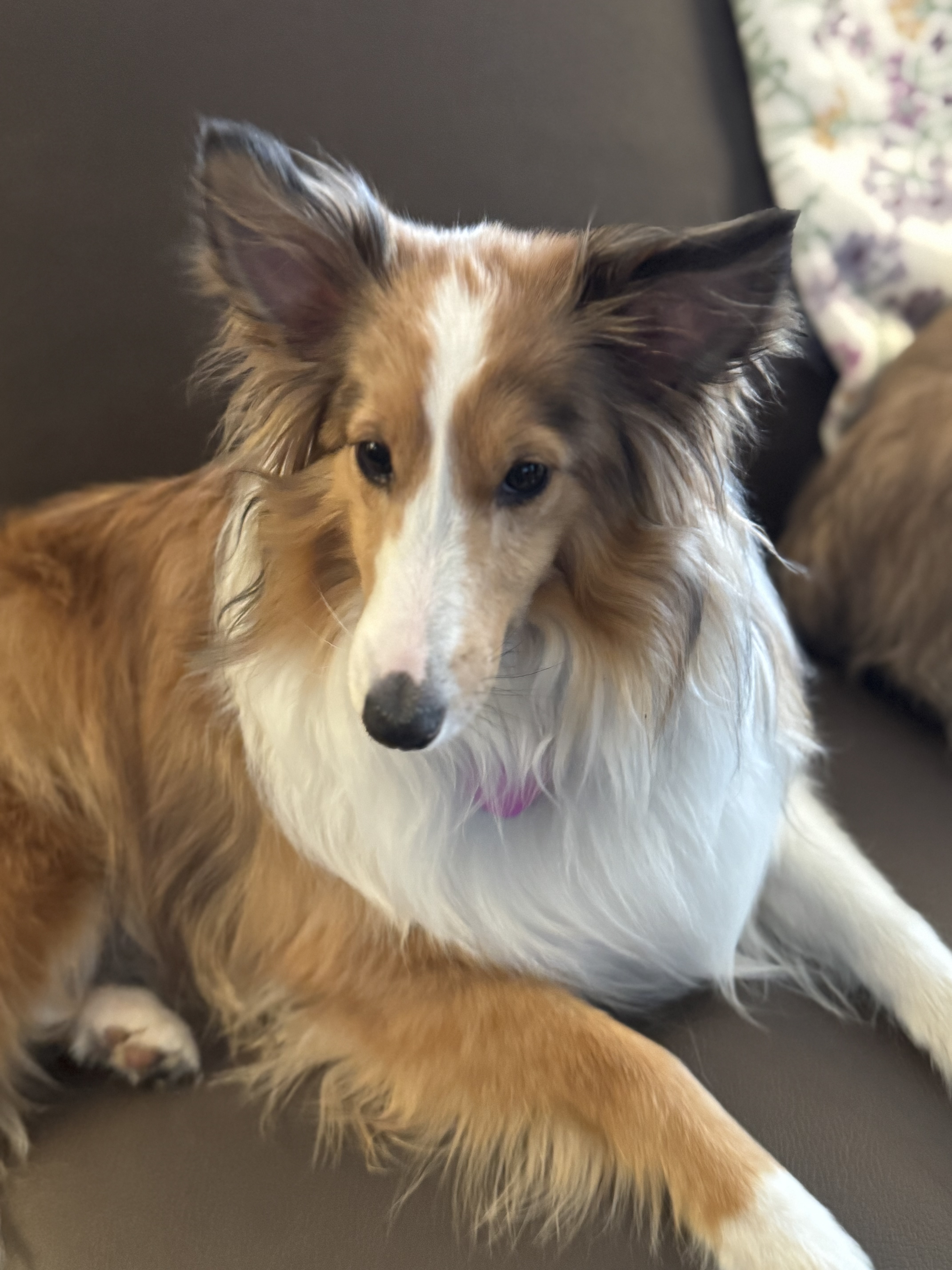 Shelties Available for Adoption at NVSR | Virginia – NVSR
