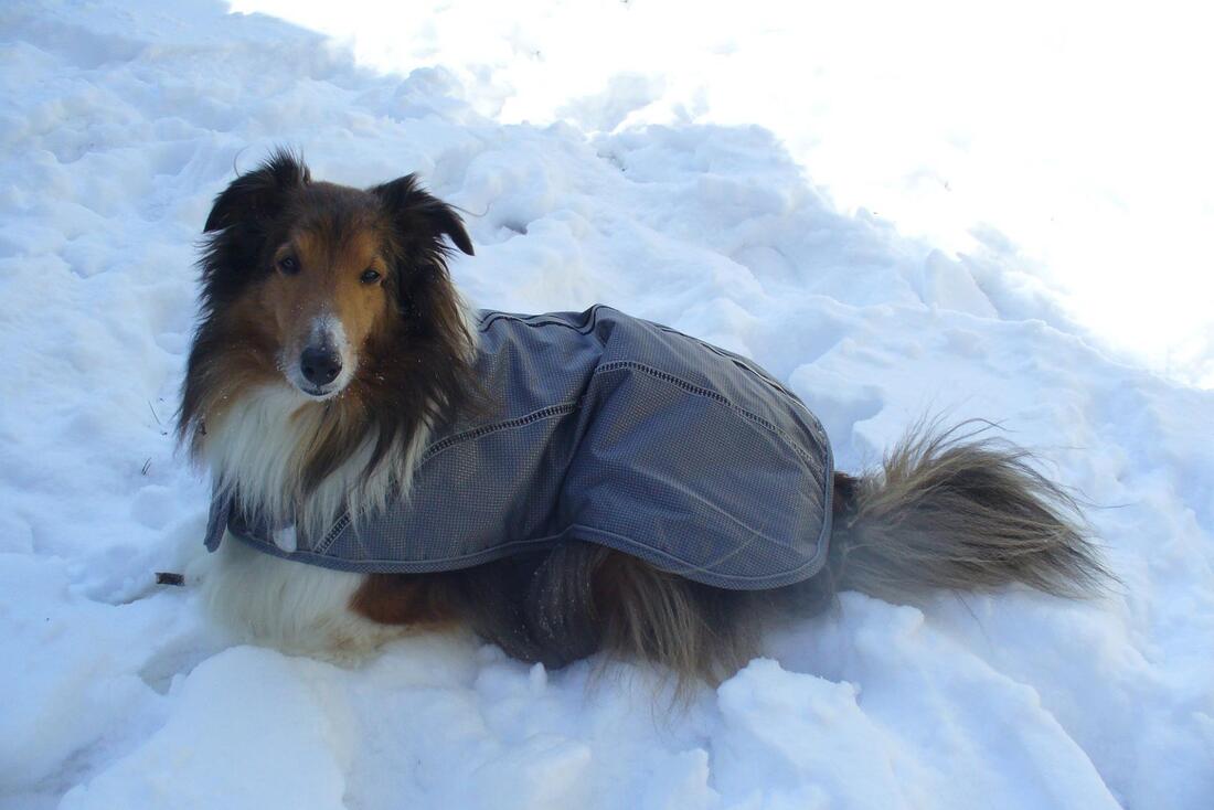 My Brodie--His younger days  Collie dog, Sheltie dogs, Dog breeds